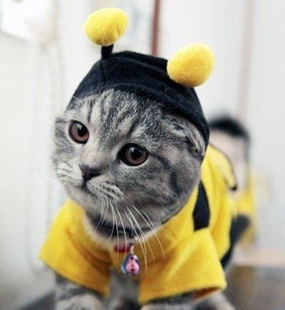 Cat Buzz | Pet costumes, Pet halloween costumes, Funny pet costumes