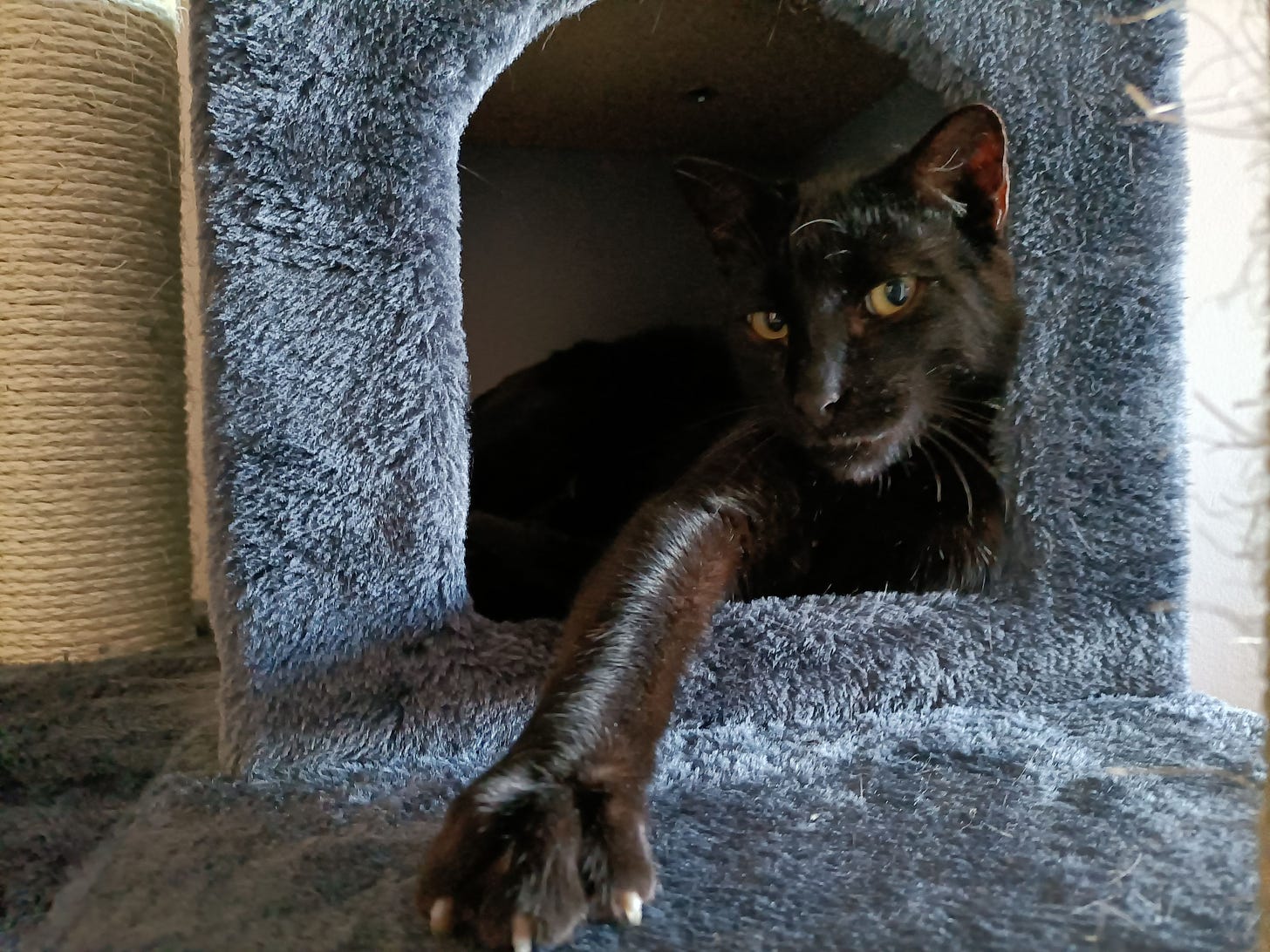 Odo is my cat. He's a black cat and in this photo he's chilling in his tree, reaching out with a paw