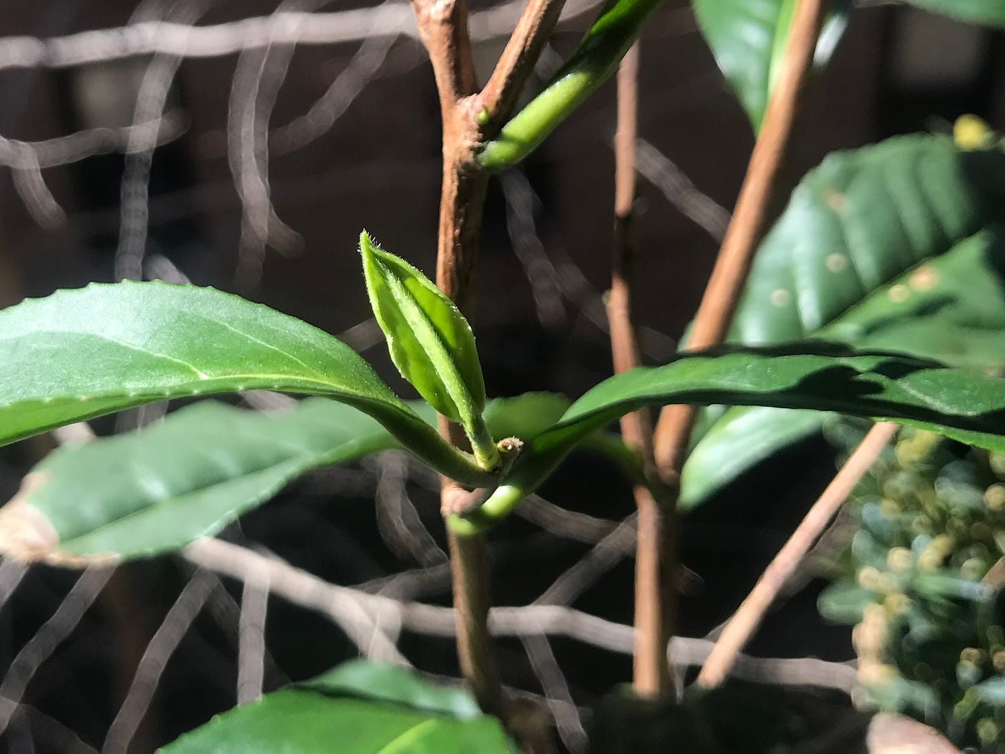 Image of new bud and leaf on tea plant. End image description.