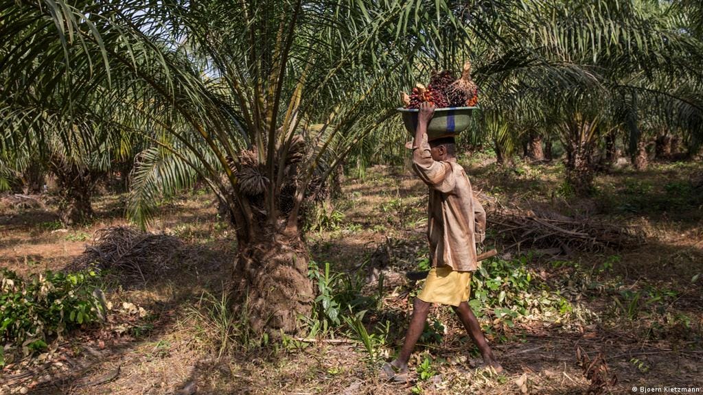 Palm oil: Too much of a good thing? | Environment | All topics from climate  change to conservation | DW | 07.08.2018
