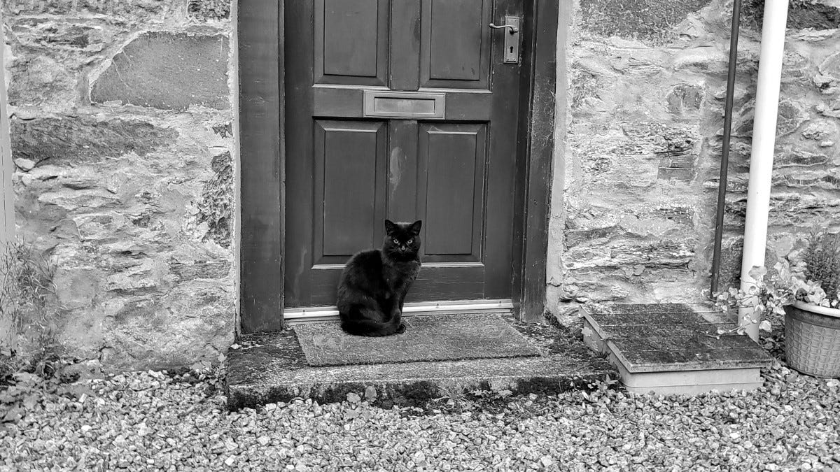 A black cat sits upright on a doormat, staring directly at the camera, in front of a wooden door
