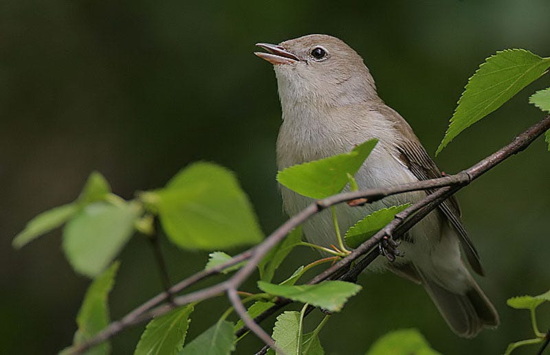 File:Flickr - Rainbirder - Garden Warbler (Sylvia borin).jpg