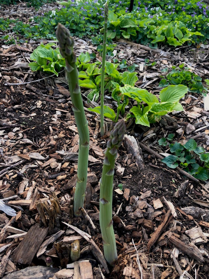 Asparagus Growing