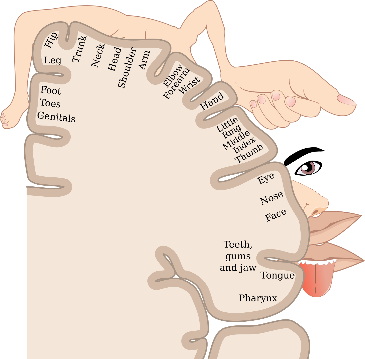 Cortical homunculus - Wikipedia