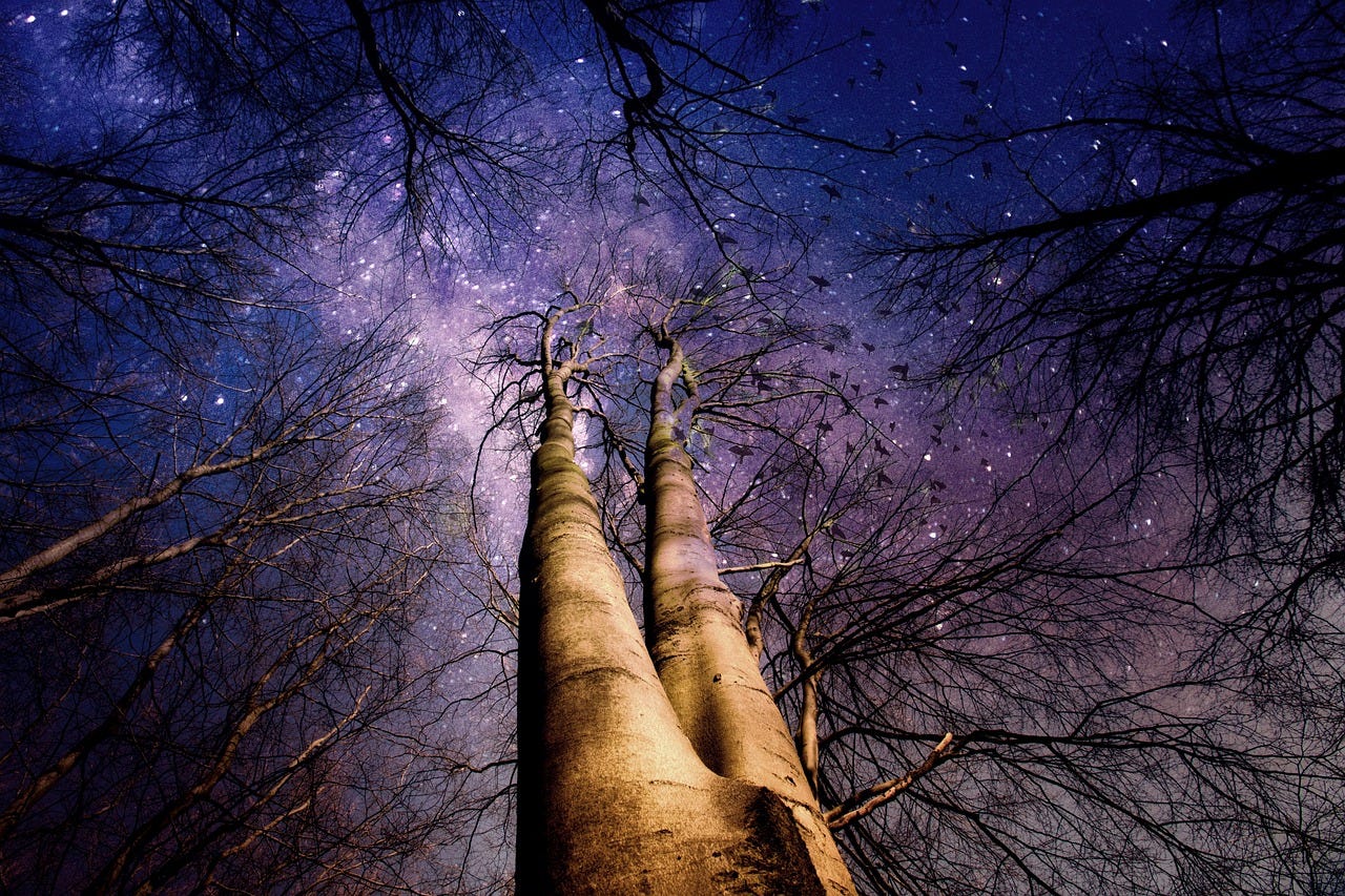 Lying down view of two tree trunks reaching into the night sky with branches and stars behind.