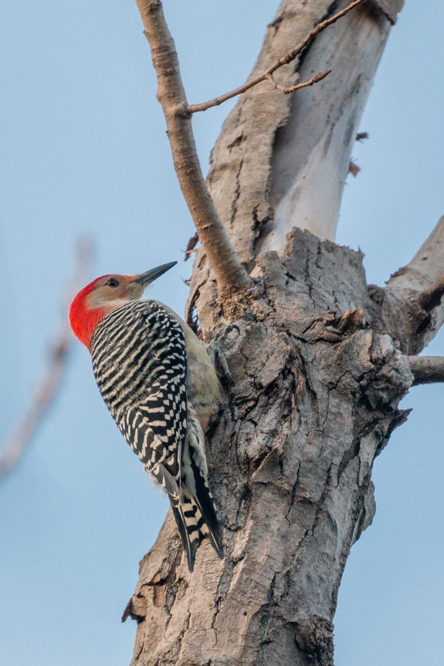 A red-bellied woodpecker, a medium-sized bird with a bright red head, long beak, and black and white striped feathers, perches on a bare tree.