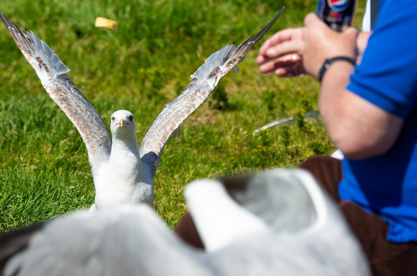 Photo of herring gulls watching a chip that has been thrown for them