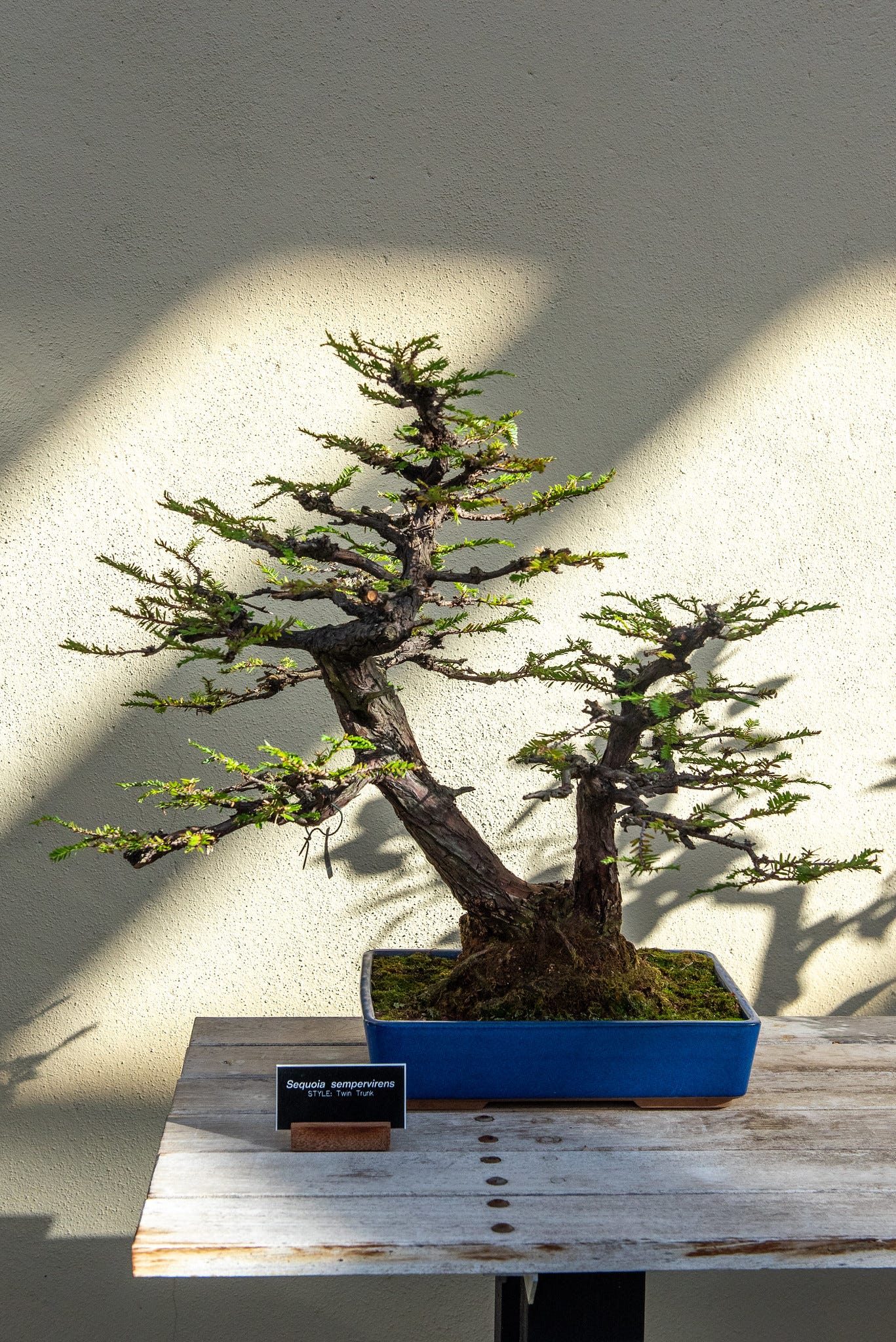 ID: A twin trunk sequoia bonsai
