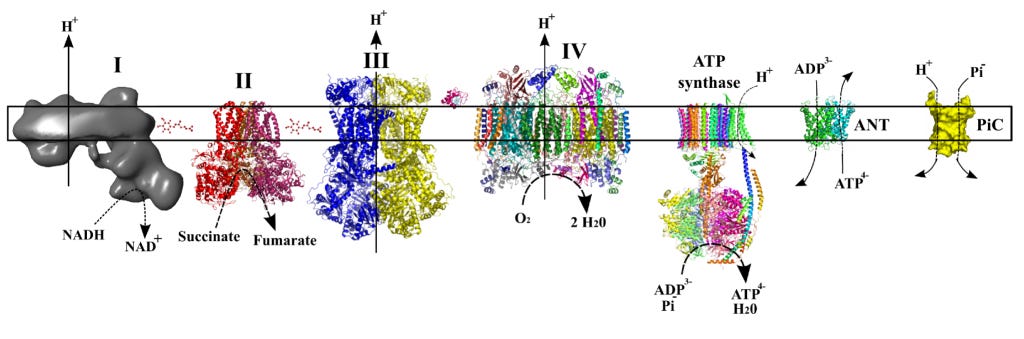 The protein structures of the electron transport chain of the mitochondrion. These complex structures harvest energy and pump protons so that AdP can be recycled back to ATP.