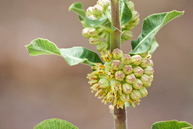 Asclepias obovata - Pineland milkweed - Gus Engeling WMA