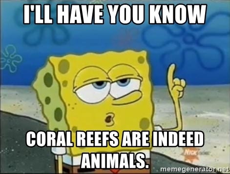 I&#39;ll have you know coral reefs are indeed animals. - Spongebob | Meme  Generator