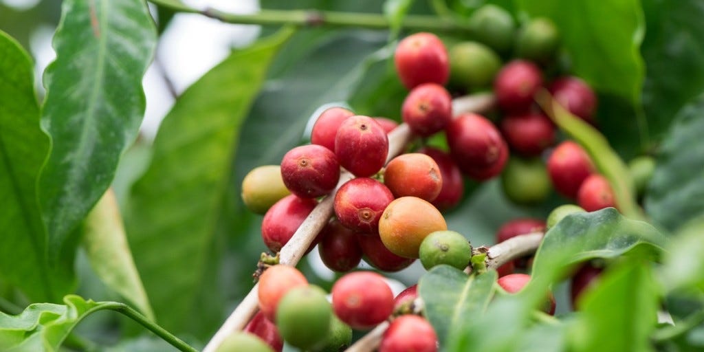 carta-coffee-beans