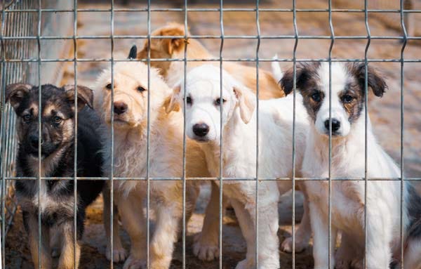 demand for puppy mill