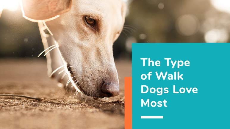 scent walks for dogs