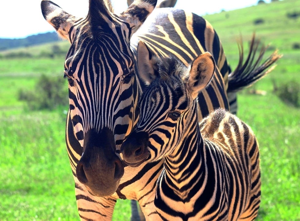 Zebra mare and foal