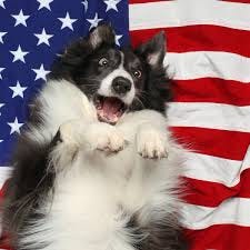 Every dog has its day, but it's not the Fourth of July