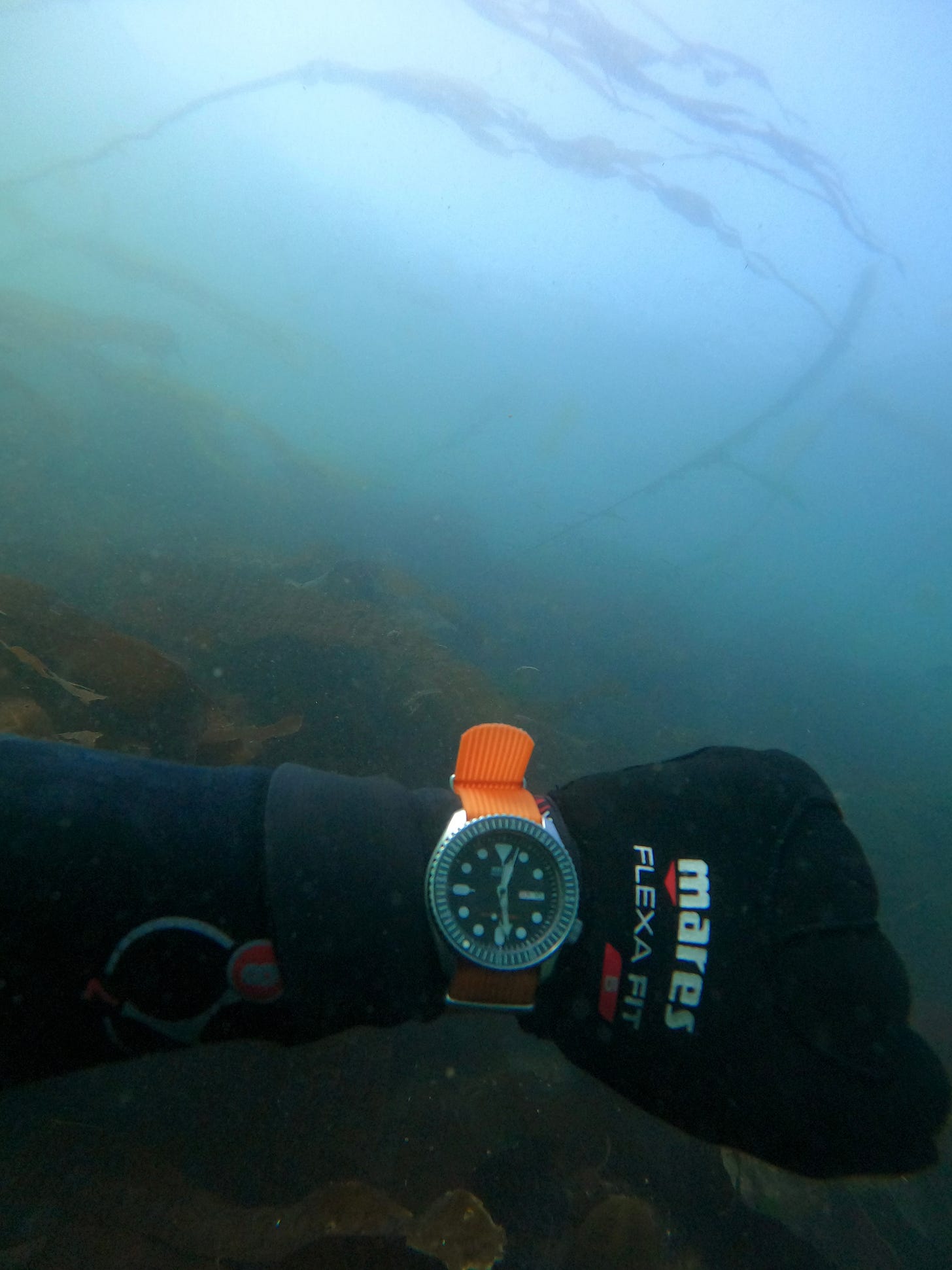 Wristshot of seiko skx007 on orange strap, kelp in background