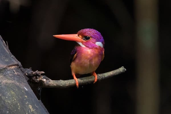 A mature South Philippine dwarf kingfisher.