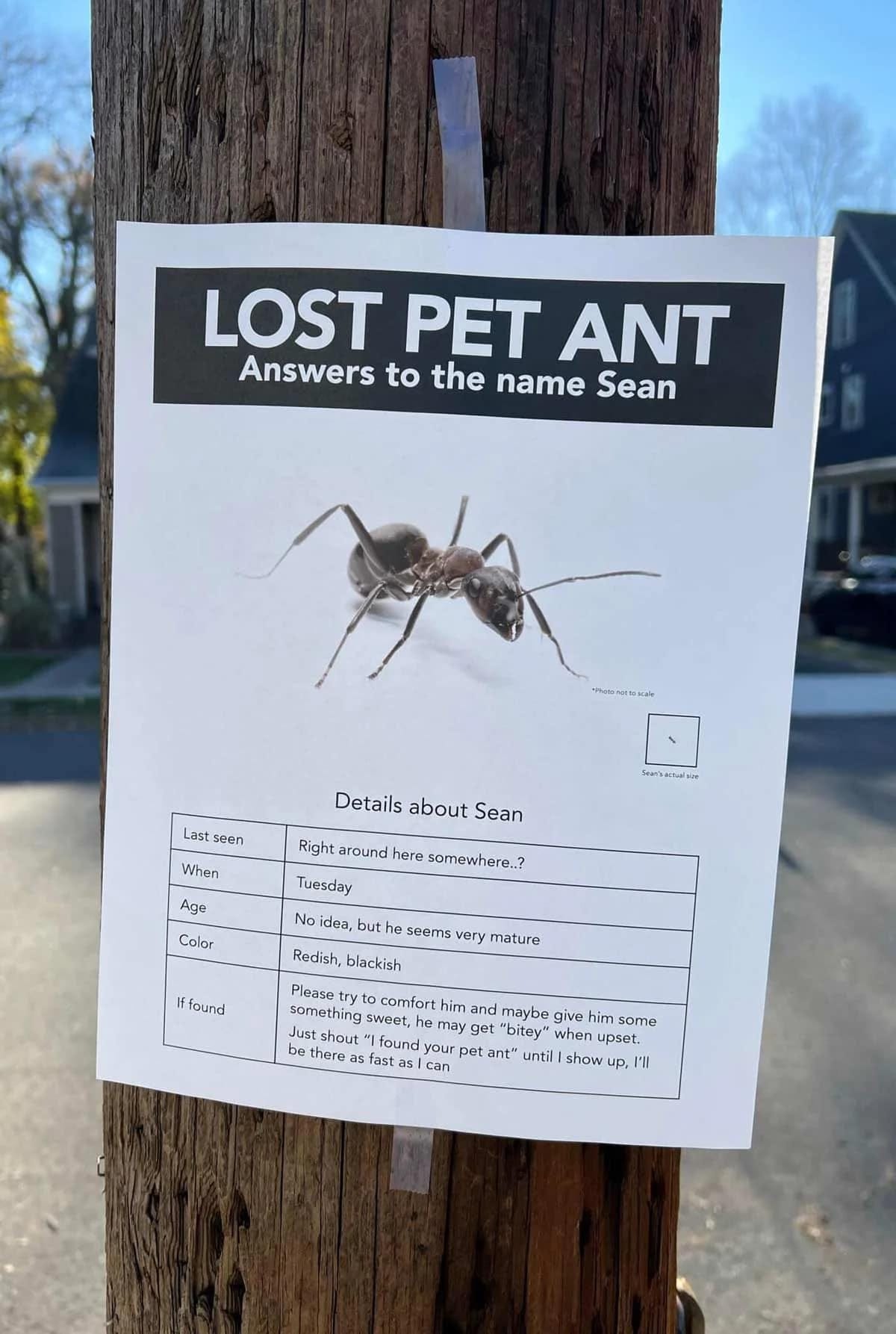 May be an image of outdoors and text that says 'LOST PET ANT Answers to the name Sean Photonottoscale Last seen Details about Sean Sean'sactualaire When Right around here somewhere..? Age Tuesday Color No dea, but ne seems very mature Redish, blackish Please Iffound comfort him and maybe give some Just shout sweet, ge "bitey" when upse there your pet ant" until show up, can'