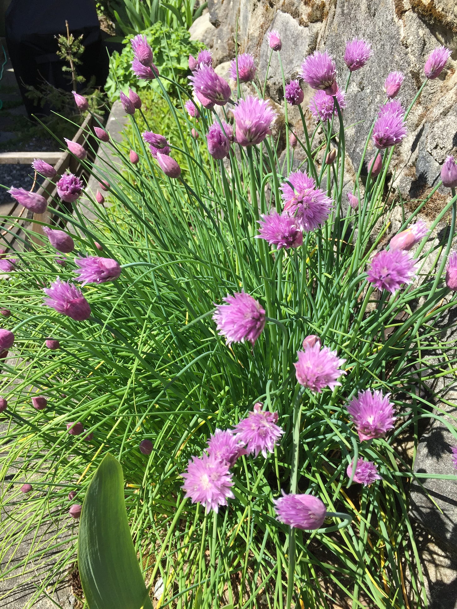 a section of a rock wall garden, showing a large bunch of chives with purple blossoms.
