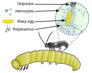 Parasitoid wasp - Wikipedia