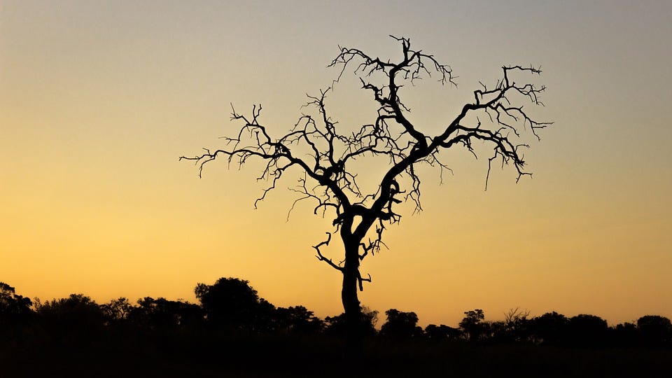 Free photo Botswana Landscape Sunset Africa Travel Tree - Max Pixel
