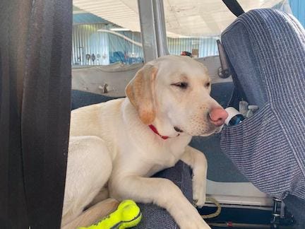 Eleven-month-old Bailey is a yellow lab sitting in the back seat of a small plane, her Kong bone beside her.