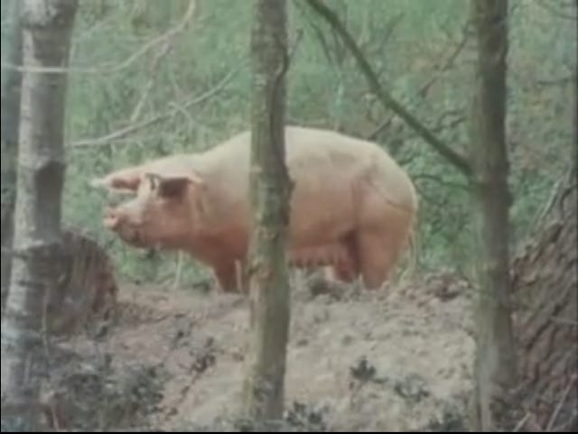 Large pig on a mound of earth in woods