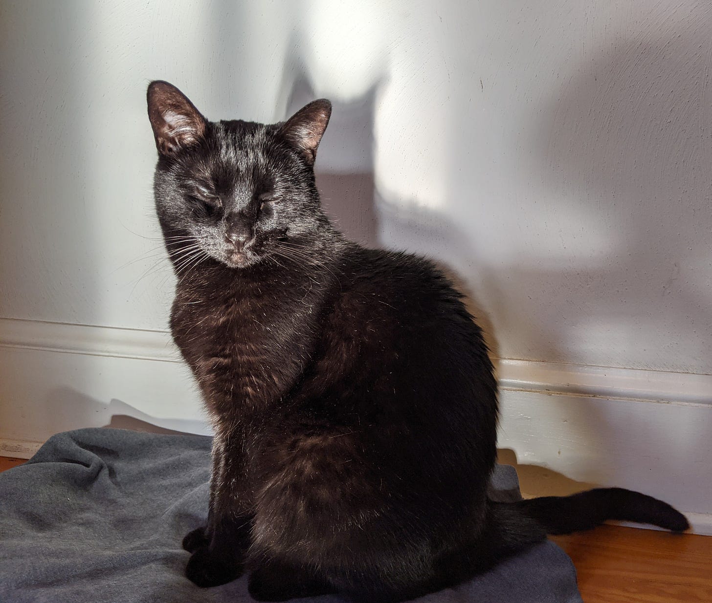 A black cat, eyes closed, is dramatically lit by a sunbeam as he sits on a gray sweatshirt on the floor against a white wall.