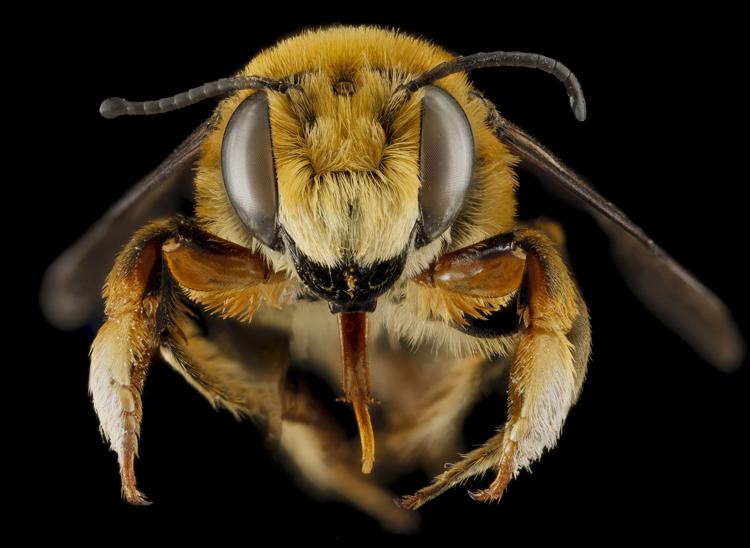 Close up image of bee.