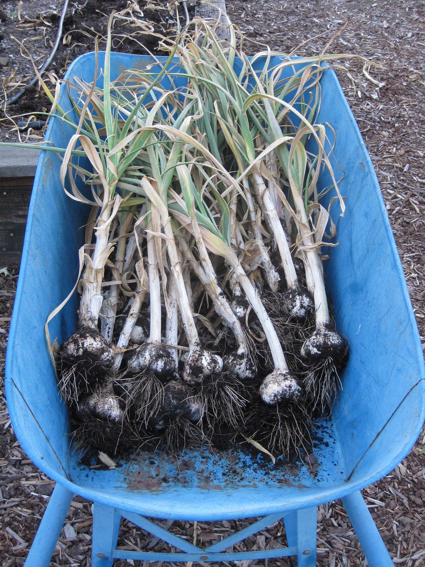 Garlic in a wheelbarrow