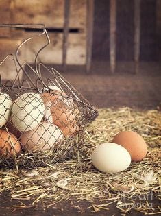 Farm Fresh Eggs Art Print by Edward Fielding.  All prints are professionally printed, packaged, and shipped within 3 - 4 business days. Choose from multiple sizes and hundreds of frame and mat options.