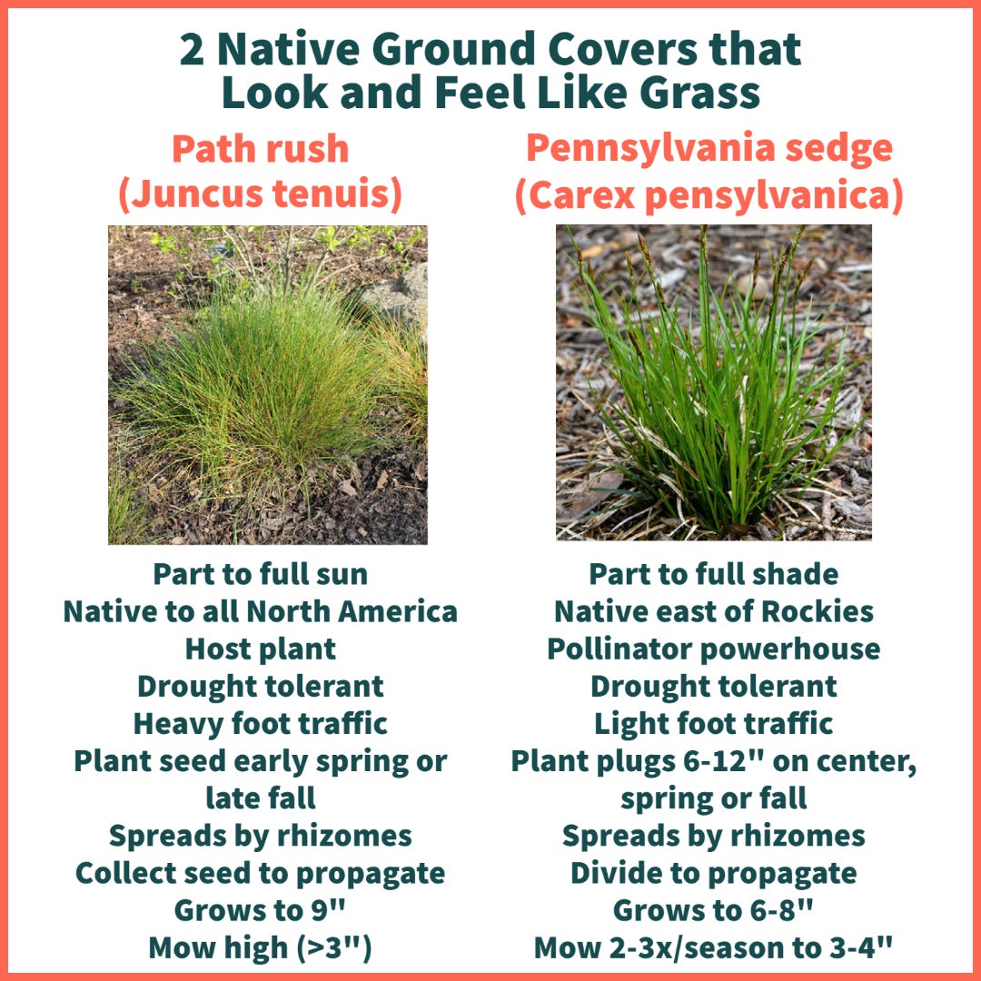 2 Native Ground Covers that Look and Feel Like Grass