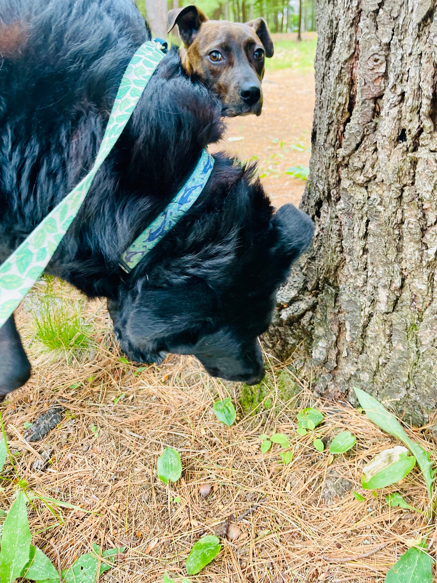 Two dogs by the base of a tree. One dog is sniffing. The other dog looks worried and right at the camera.