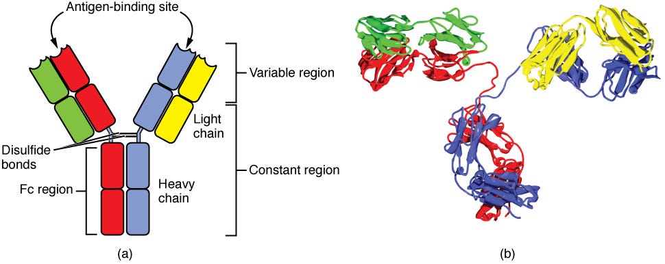 File:2220 Four Chain Structure of a Generic Antibody-IgG2 ...