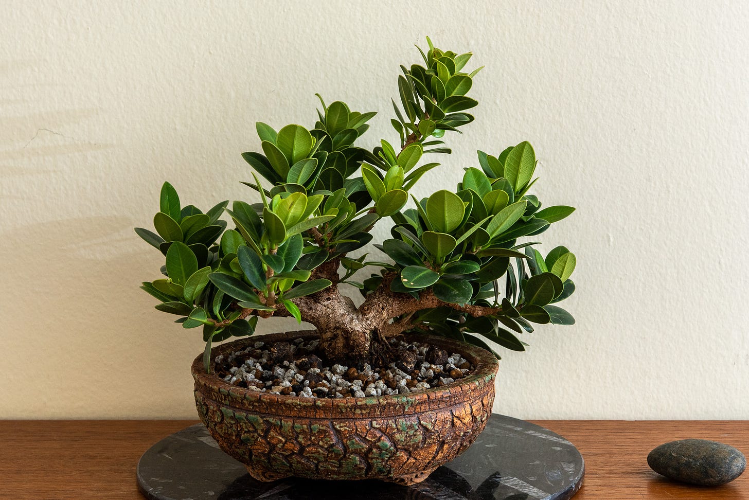 ID: Ficus bonsai tree in rough textured clay bonsai pot.