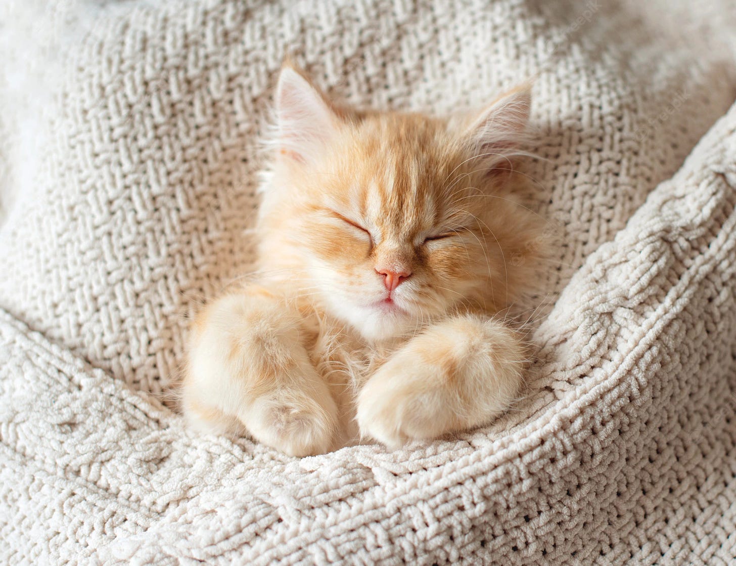 kitten sleeping under white wool blanket
