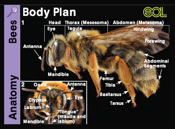 Image of Bee Observer card.