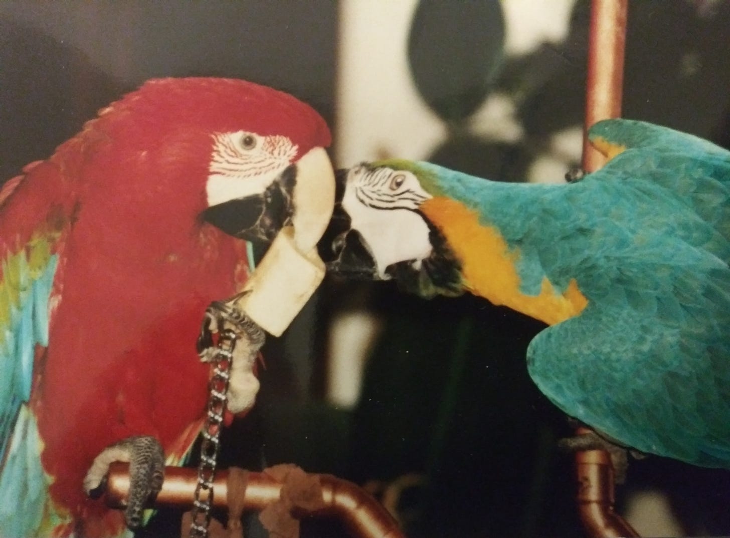 Green wing macaw, Rocket on left with toy. Blue and Gold, Kiroc, on right trying to take it from Rocket.