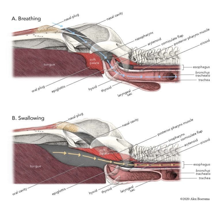 An anatomical diagram showing how the oral plug works in lunge-feeding whales