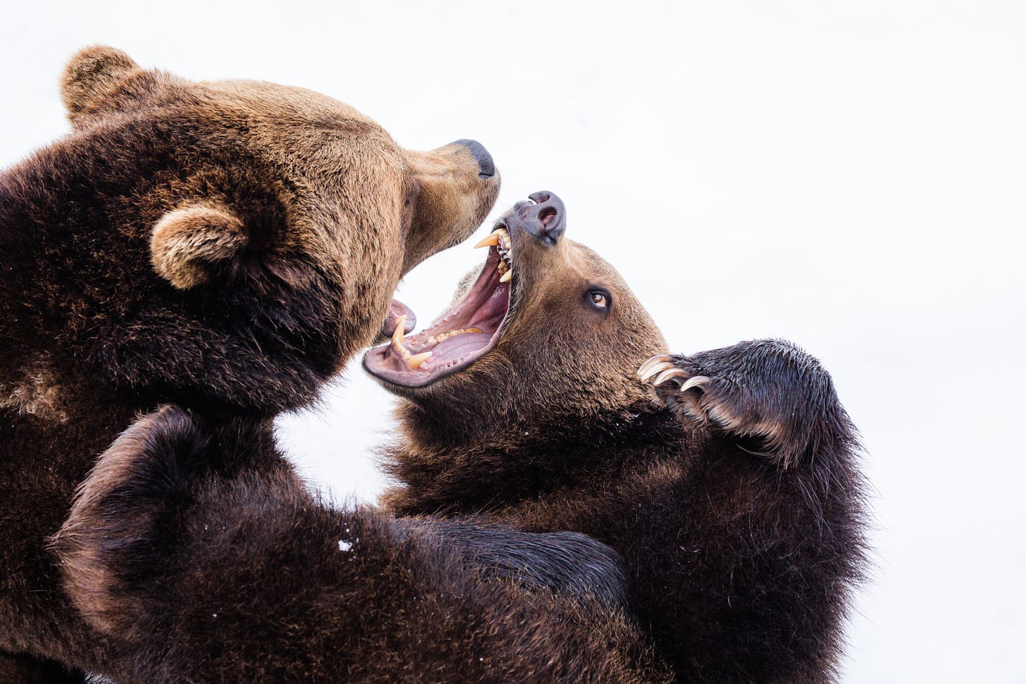 Two bears are fighting with bared teeth.
