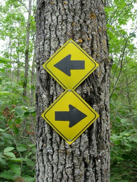 tree with arrow signs pointing in opposite directions