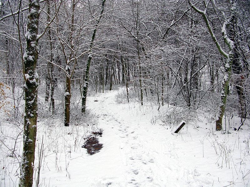 File:Winter-trail-snow-forest - West Virginia - ForestWander.jpg