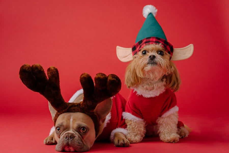 Two dogs in Christmas attire, one with moose antlers and his head on the floor — too heavy? and the other as an elf with pointy ears and hat, looking perkier. So plan ahead!