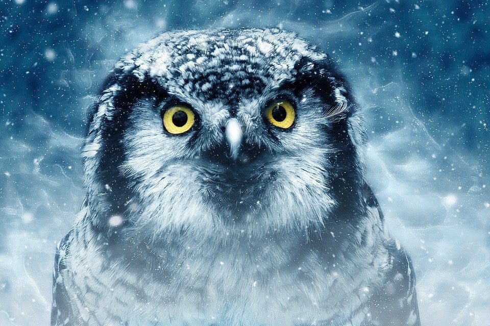 Bird, Owl, Eyes, Animal, Looking, Nature, Wildlife