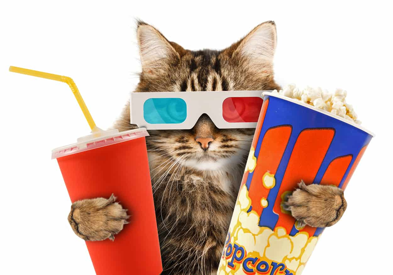 Can Cats Eat Popcorn? | Banixx
