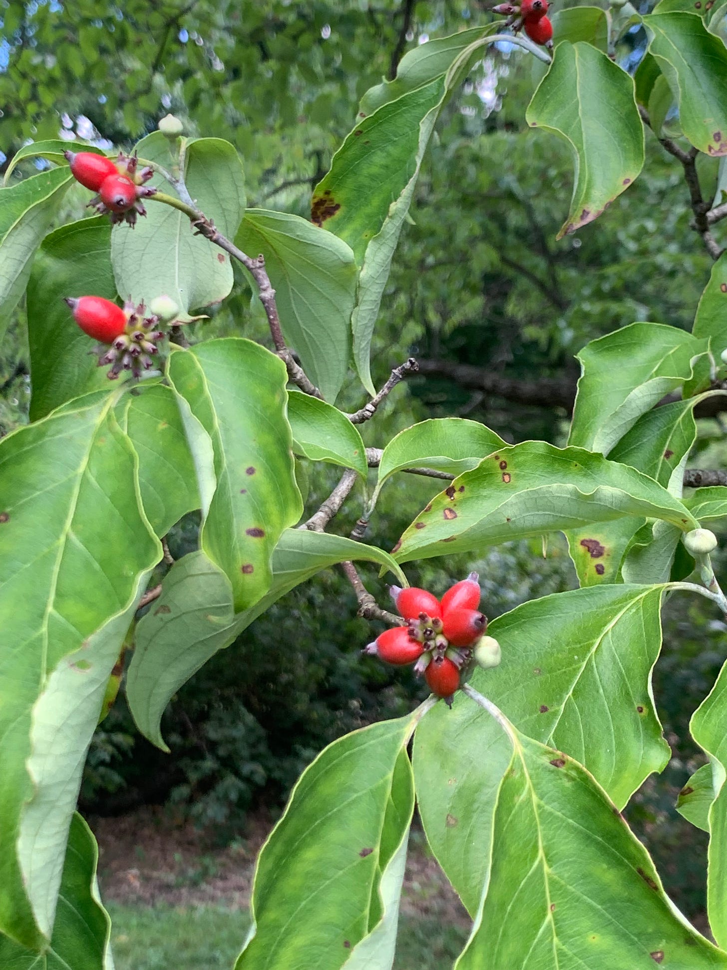 Bright green leaves with scattered bunches on oblong, bright red berries.