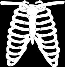 Rib Cage Ribs Bones - Free vector graphic on Pixabay