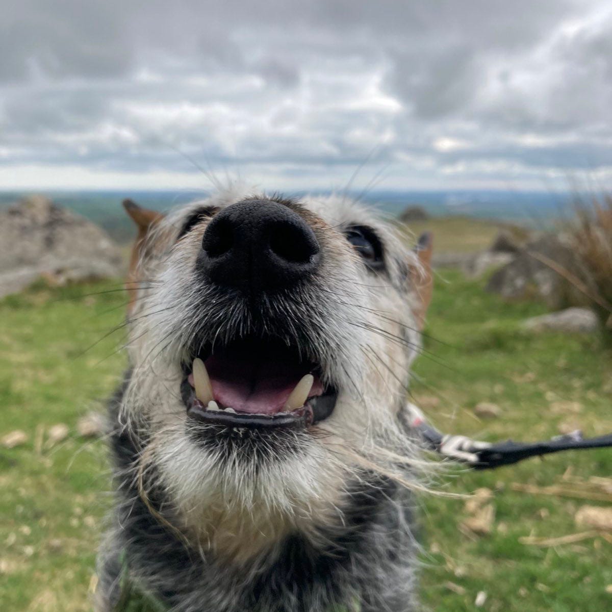 Image description: Jack, a scruffy black and tan terrier has his face right in the camera, mouth open expectantly. Behind him is a Dartmoor landscape on a grey day, with green grass and grey rocks visible beneath a cloudy sky.