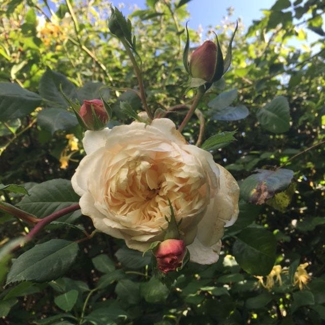 Large, creamy rose, surrounded by pink rose buds and white/golden honeysuckle against deep green leaves.